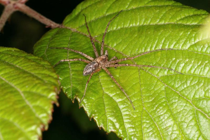Philodromus_aureolus_D4981_Z_90_Les Gris_Frankrijk.jpg
